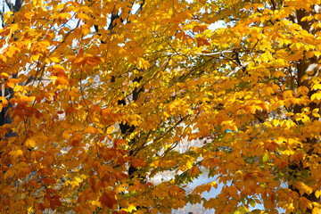 Seasonal leaves and trees. Natural autumn or fall season. Autumn beauty of nature. Nature in forest. Fall leaves in park. Autumn forest. Nature in fall season. Autumnal season in park. Fall foliage