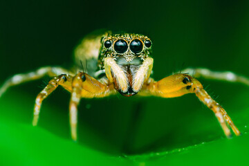 Jumping spider on green leaf.