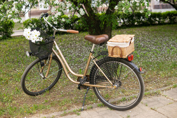 A beautiful retro bike with a wicker basket stands next to a blooming apple tree in the park.