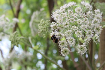 Bee Collecting Pollen From Flowers Near Lake