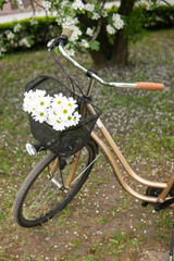 Fototapeta premium A beautiful retro bike with a wicker basket stands next to a blooming apple tree in the park.