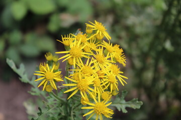 Yellow Flowers In The Forest