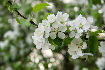 Blooming Apple tree branches with white flowers close-up.
