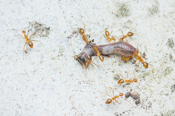 Red ant moving its prey.