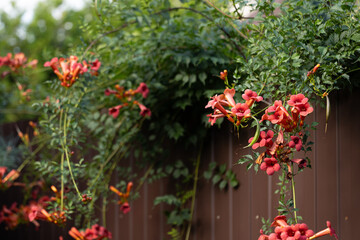campsis red flowers in the garden