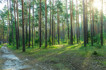 Obraz premium A forest with a dirt road in the middle