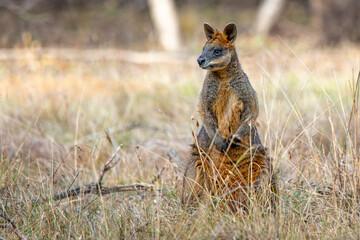 Swamp Wallaby (Wallabia bicolor), Woodlands Historic Park, Greenvale. 