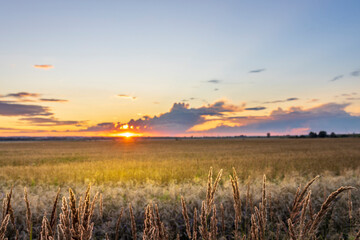 A breathtaking view of a golden sunset illuminating vast fields, with silhouettes of grass gently swaying in the evening breeze.