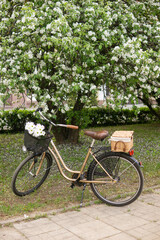 A beautiful retro bike with a wicker basket stands next to a blooming apple tree in the park.