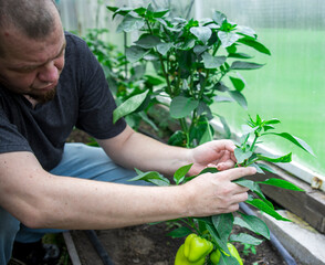 A man is tending to a plant in a greenhouse