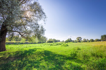 A large tree casts a shadow on a lush green field