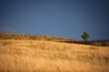 sawanna © Robert