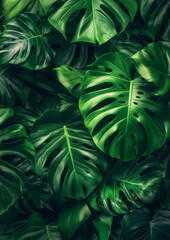 green monstera leaf as a wallpaper for plants as a background