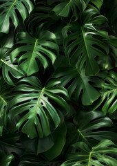 Obraz premium green monstera leaf as a wallpaper for plants as a background
