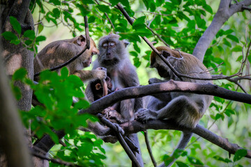 Longtail macaque on the tree in rainforest