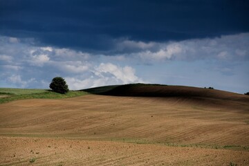 Fototapeta premium Na polu