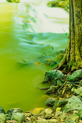 Water flowing through rocks covered by moss in nature at Thailand.