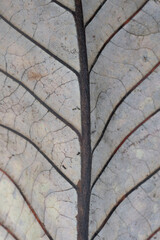 Macro image of the leaf vein on a fallen leaf 