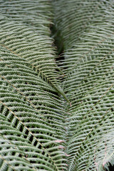 A fern in Tregrehan Gardens Cornwall