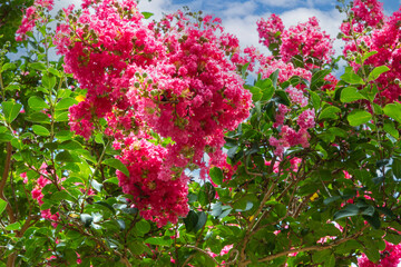 赤いサルスベリの花