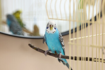 Pet parrot. Cute budgerigar sitting on stick at home