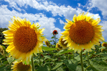 黄色いヒマワリの花
