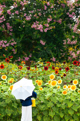 サルスベリを背景に咲く赤と黄色のヒマワリを見る人