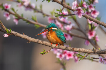 A Common Kingfisher perched on a Peachtree branch and looked down for catching fish.