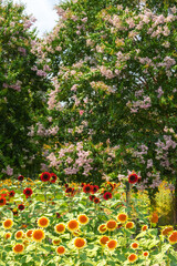 黄色いヒマワリの花