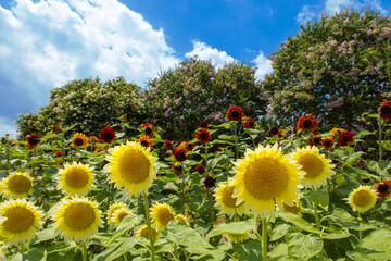 サルスベリを背景に咲く赤と黄色のヒマワリ