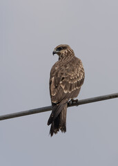 A Black kite perched on an electric line and looking back.