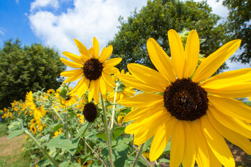 黄色いヒマワリの花