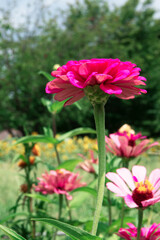 ピンクのヒャクニチソウの花