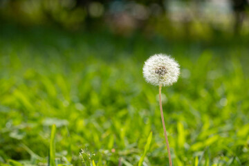 dandelion in grass