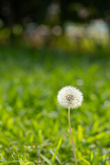 dandelion in the grass