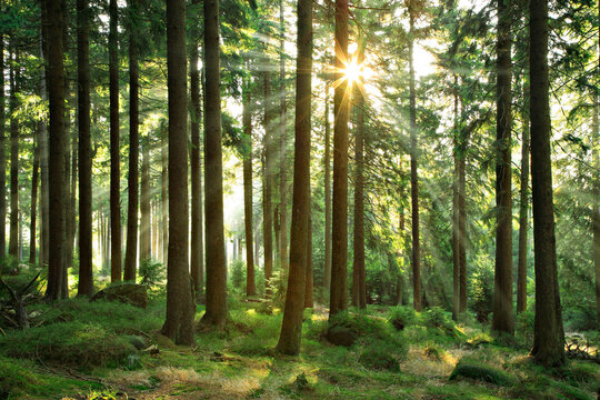 Sun shines through near-natural spruce forest with boulders, Harz National Park, core zone, Saxony-Anhalt, Germany, Europe