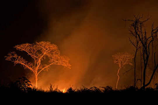 Burning jungle, Orange walk district, Belize, Central America
