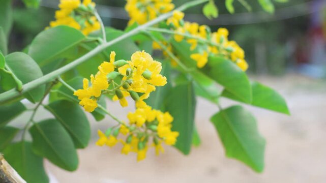 close up of padauk flowers or pterocarpus indicus flowers, The National Flower of Myanmar. For Myanmar water festival (Thingyan).