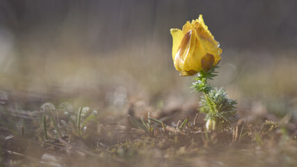 Pheasant's eyes (Adonis vernalis) in the morning dew, Austria, Europe