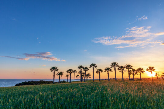 Silhouette of palms during sunset at Mazotos beach, Cyprus, Europe