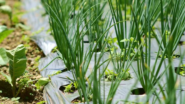 Dramatic Panoramas Windswept Terrace Farm Scallions and Cabbage Weed Mat Merapi