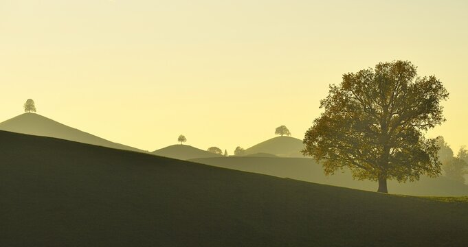 Moraine landscape at sunset, with Linden trees (Tilia) on hill, Hirzel, Canton Zurich, Switzerland, Europe