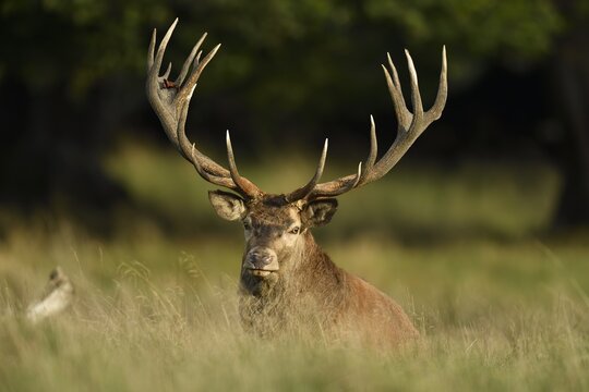 Capitalist red deer (Cervus elaphus), sits in a meadow, J&auml;gersborg, Denmark, Europe