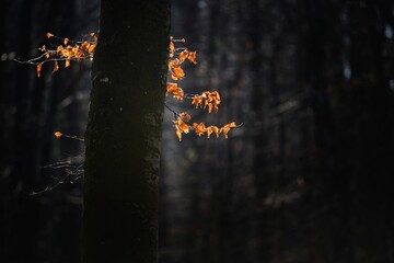 Mroczny las © Robert