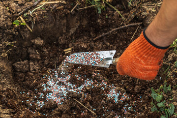 A gloved hand holds a shovel and fertilizes the ground before planting, autumn