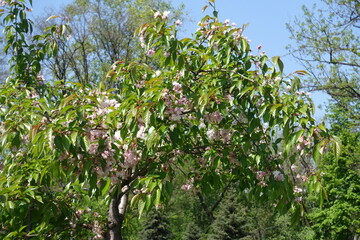 Crown of flowering Kiku shidare sakura tree in mid May