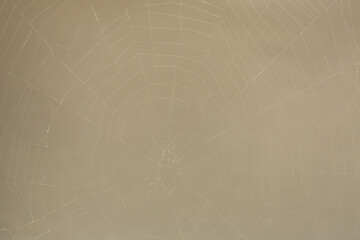 Creepy cobweb against gray background, closeup view