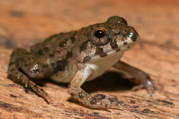 A close up of a frog sitting on a wooden surface. This amphibian has the scientific name Rana temporaria.