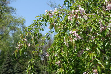 Pendulous branches of blossoming Kiku shidare sakura tree in mid May