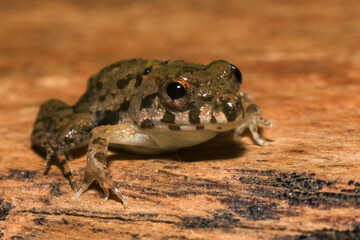 A close up of a frog sitting on a wooden surface. This amphibian has the scientific name Rana temporaria.